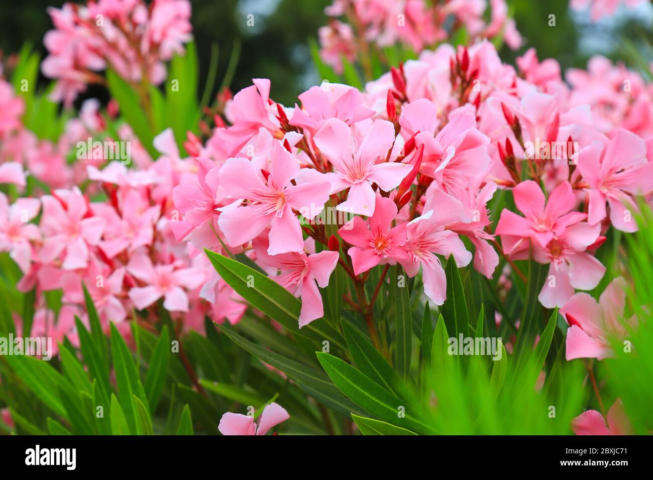 Flowers of pink oleander, Nerium oleander, bloomed in the spring. Shrub, a small tree, cornel Apocynaceae family, garden plant. Pink summer oleander Stock Photo