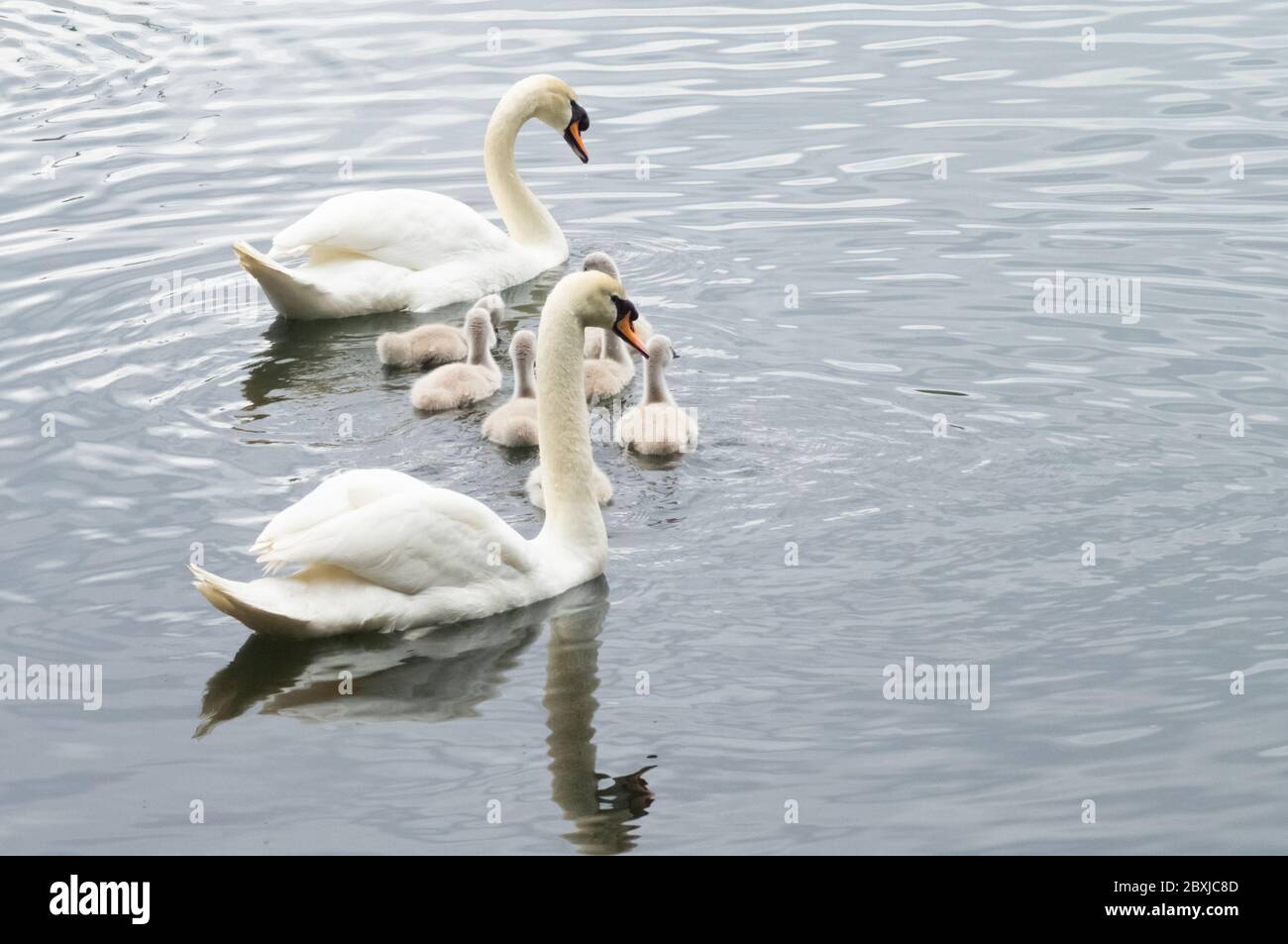 Swan pair with 7 seven young cygnets on water Stock Photo