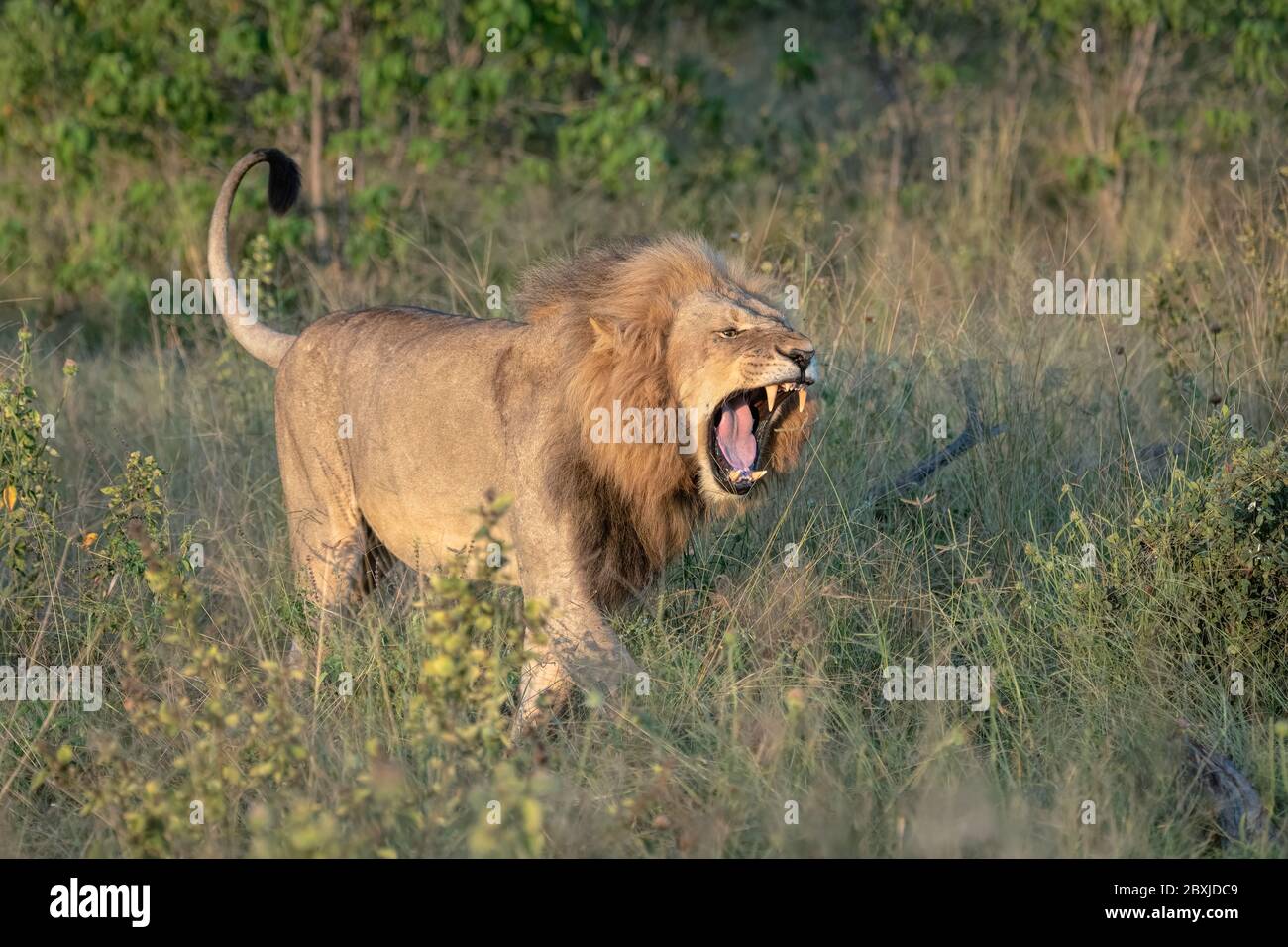 A snarling lion walks through the tall grasses on the Botswana savanna Stock Photo