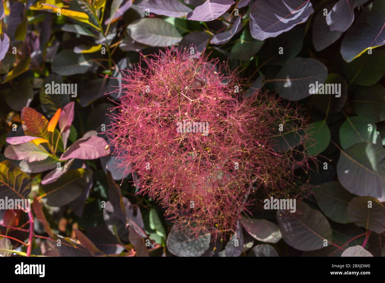 Leaves and flowers of a Cotinus coggygria - Purple Smoke Bush during Spring in a garden in Southern England, UK Stock Photo