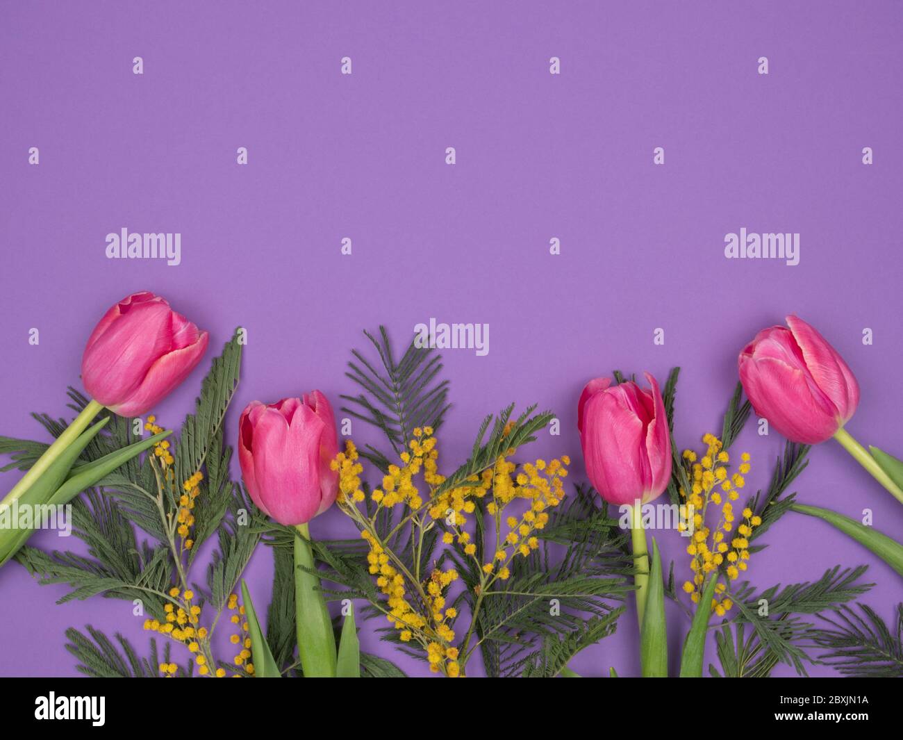 Spring flowers on a purple background. The view from the top Stock ...