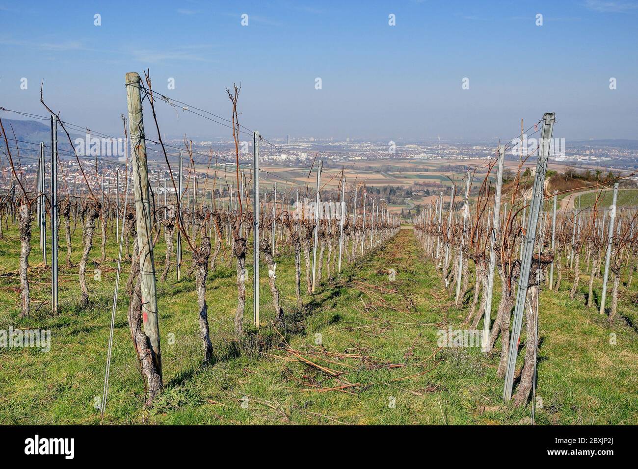 From the vineyards, near the small village of Strümpfelbach, you have a wonderful view down to the Rems valley and up to the state capital Stuttgart. Stock Photo