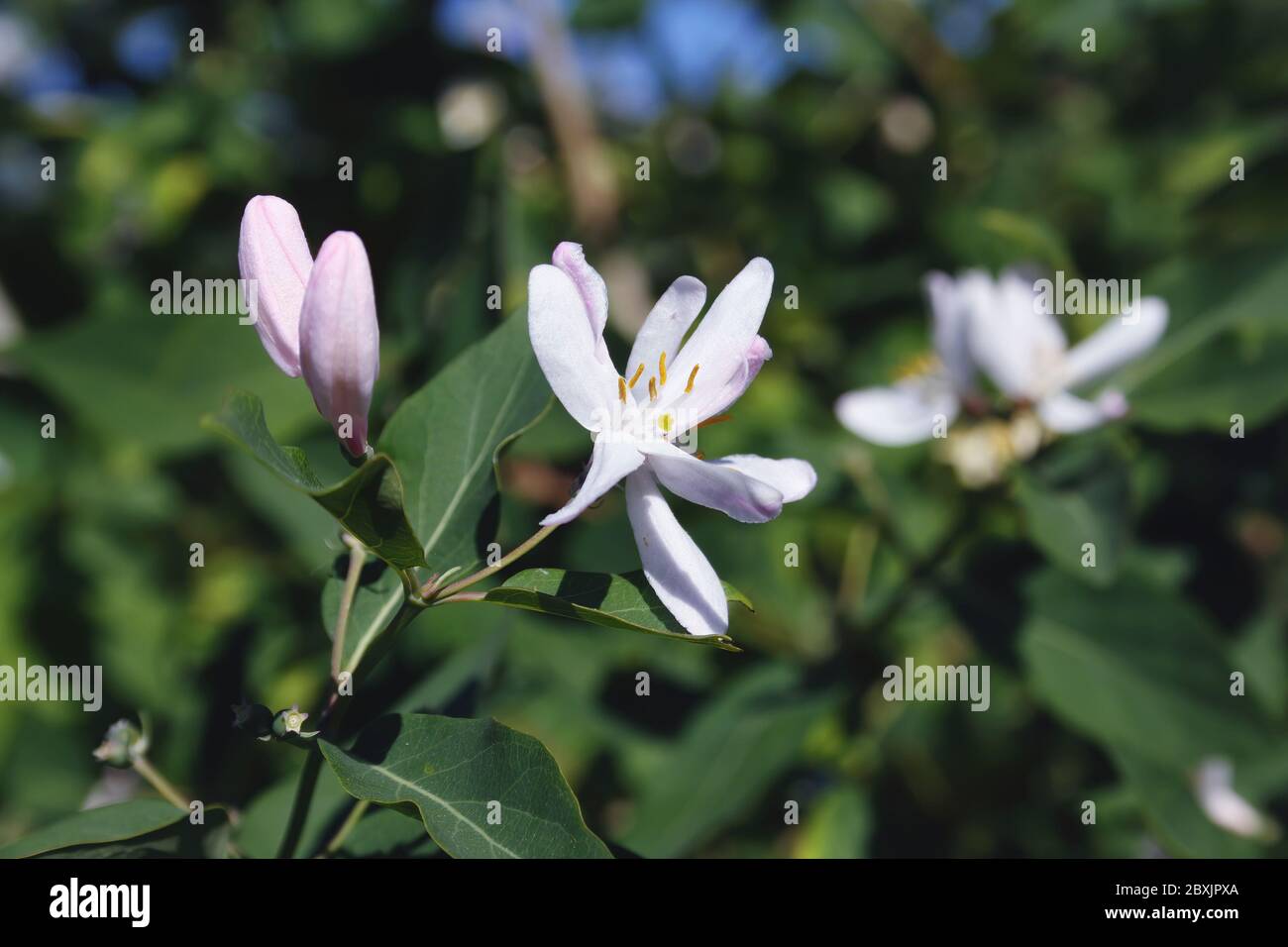 Frangula alnus flowering bush, blooming white flower close up detail, dark green leaves blurry background. Stock Photo