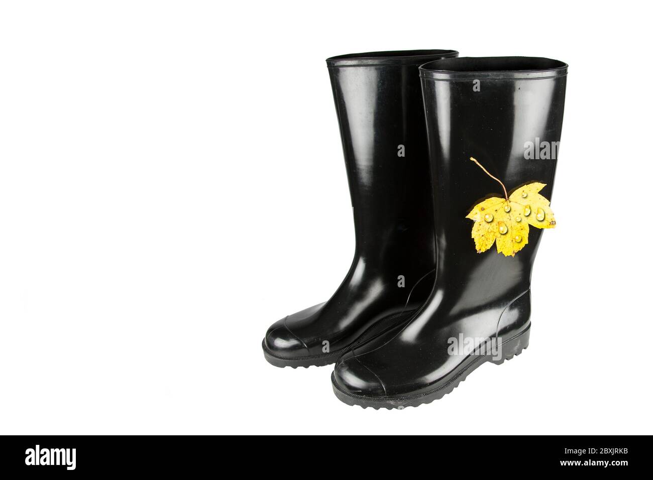 Autumn time is rubber boot time. A yellow discolored autumn leaves with drops of water stick to the shaft of a black rubber boots. Stock Photo