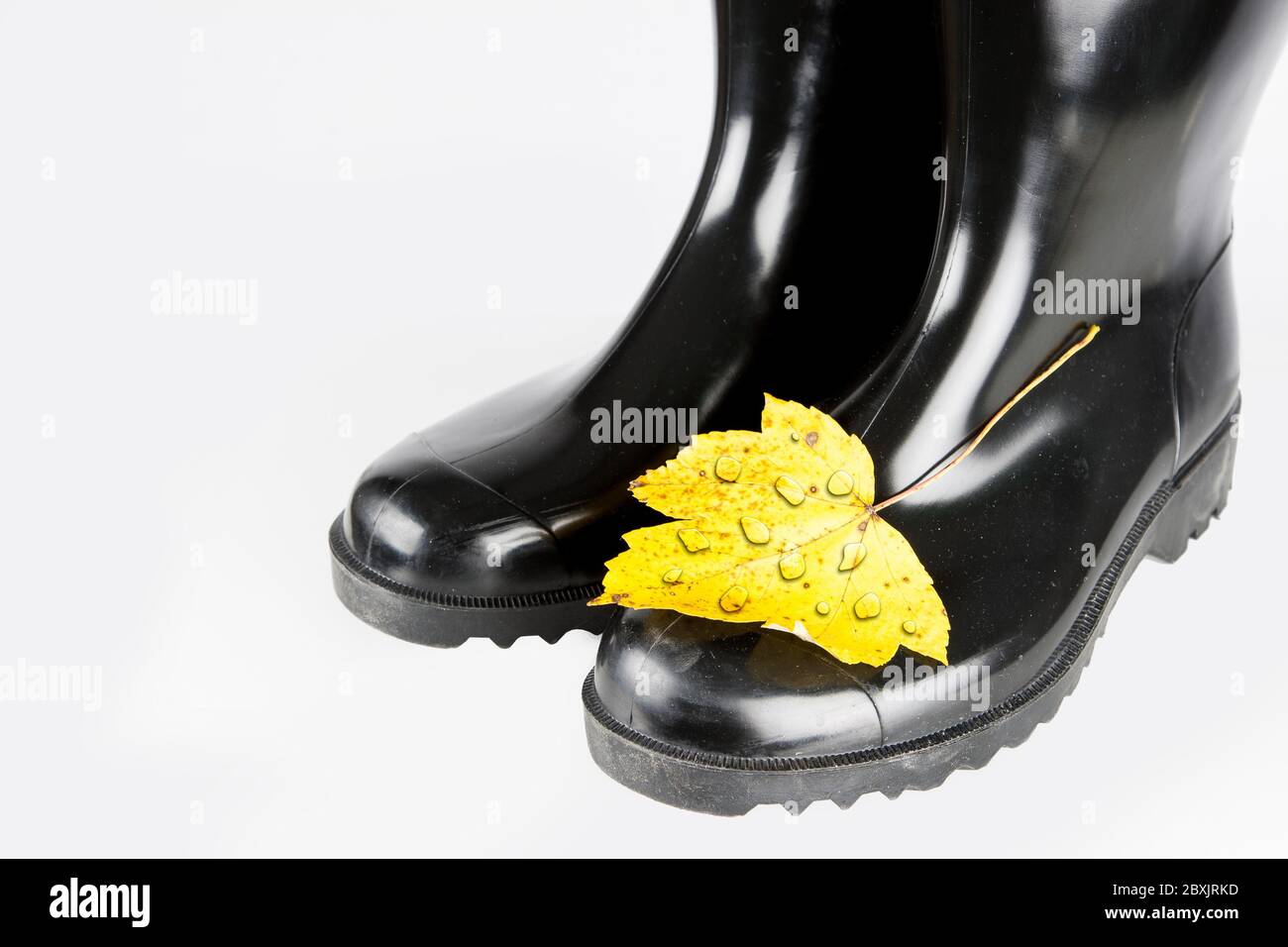 Autumn time is rubber boot time. A yellow discolored autumn leaves with drops of water sticks on a black rubber boott in front of a white background. Stock Photo