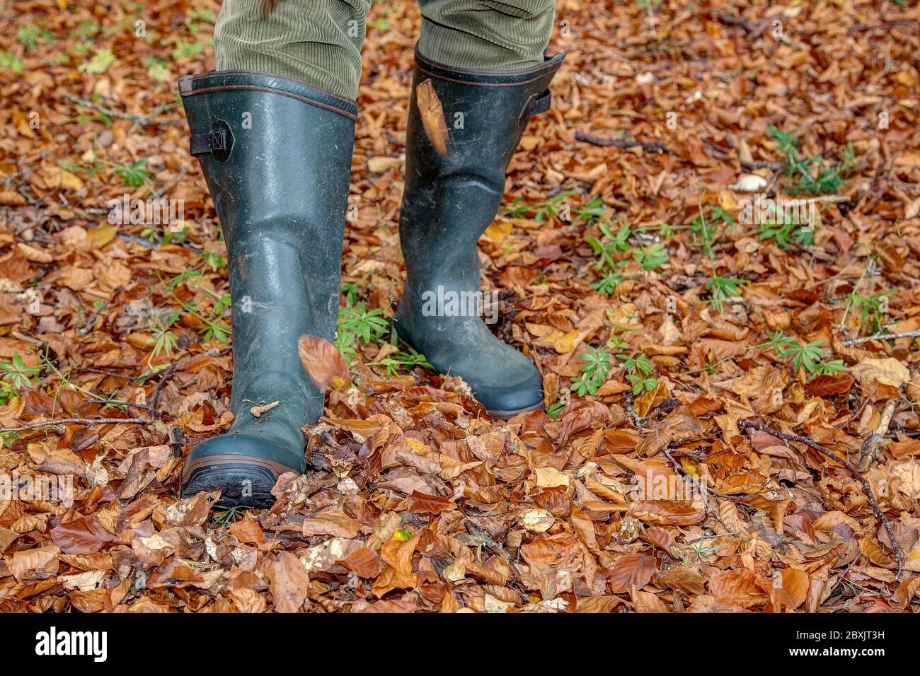 A hunter goes with his green rubber boots through the red autumn leaves in the forest and it falls down leaves on the forest ground. Stock Photo