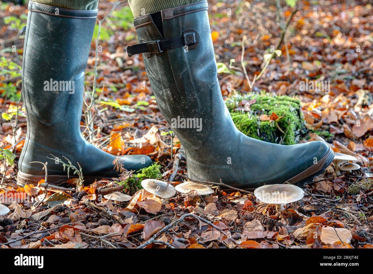 For hunters, mushroom pickers and hikers, wellies are the right shoes to walk through the autumn forest. Stock Photo