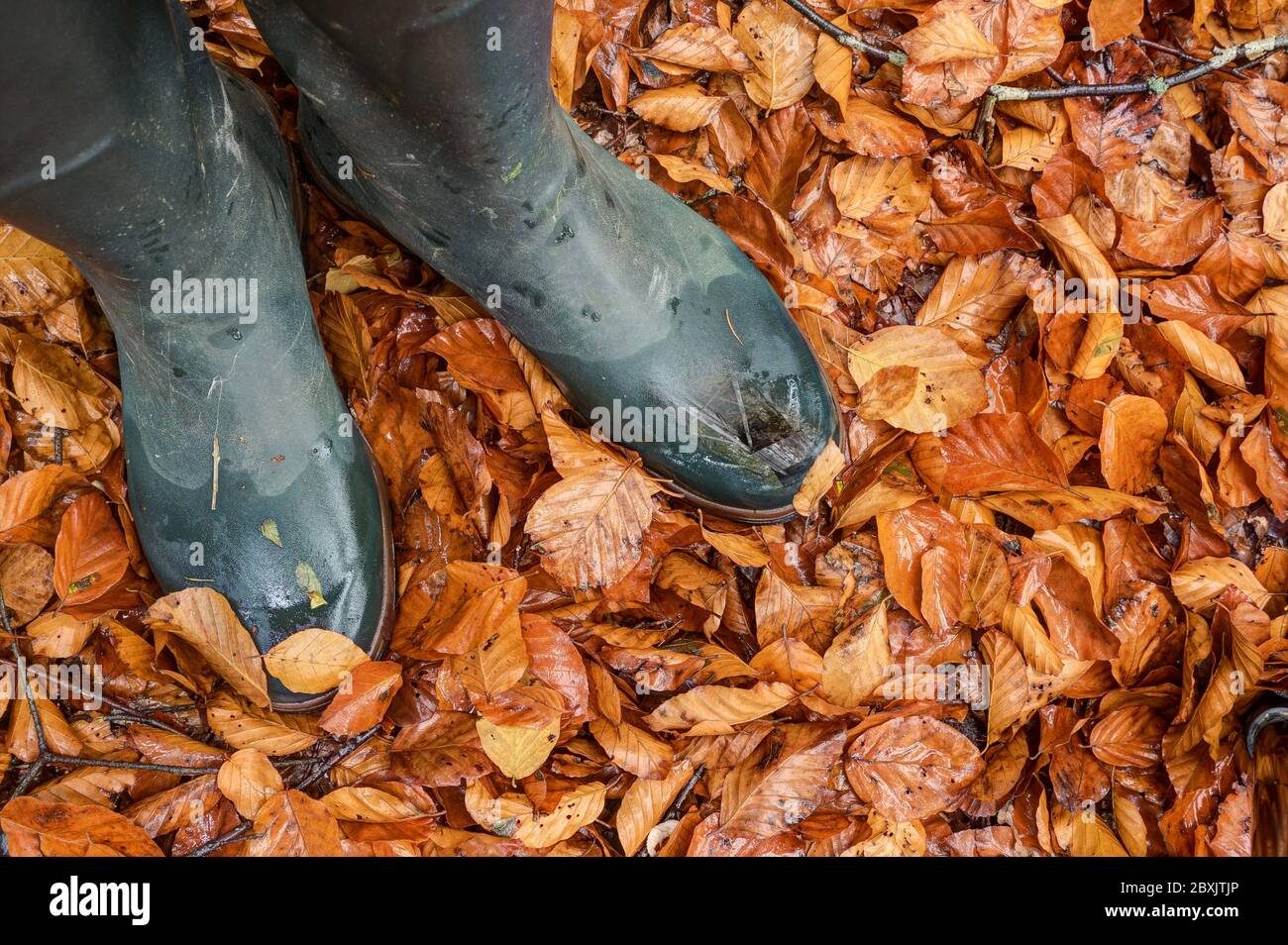 A hunter stands with his green rubber boots in orange - red autumn leaves. In his left boot tip reflects the Hunting Pulpit. Stock Photo