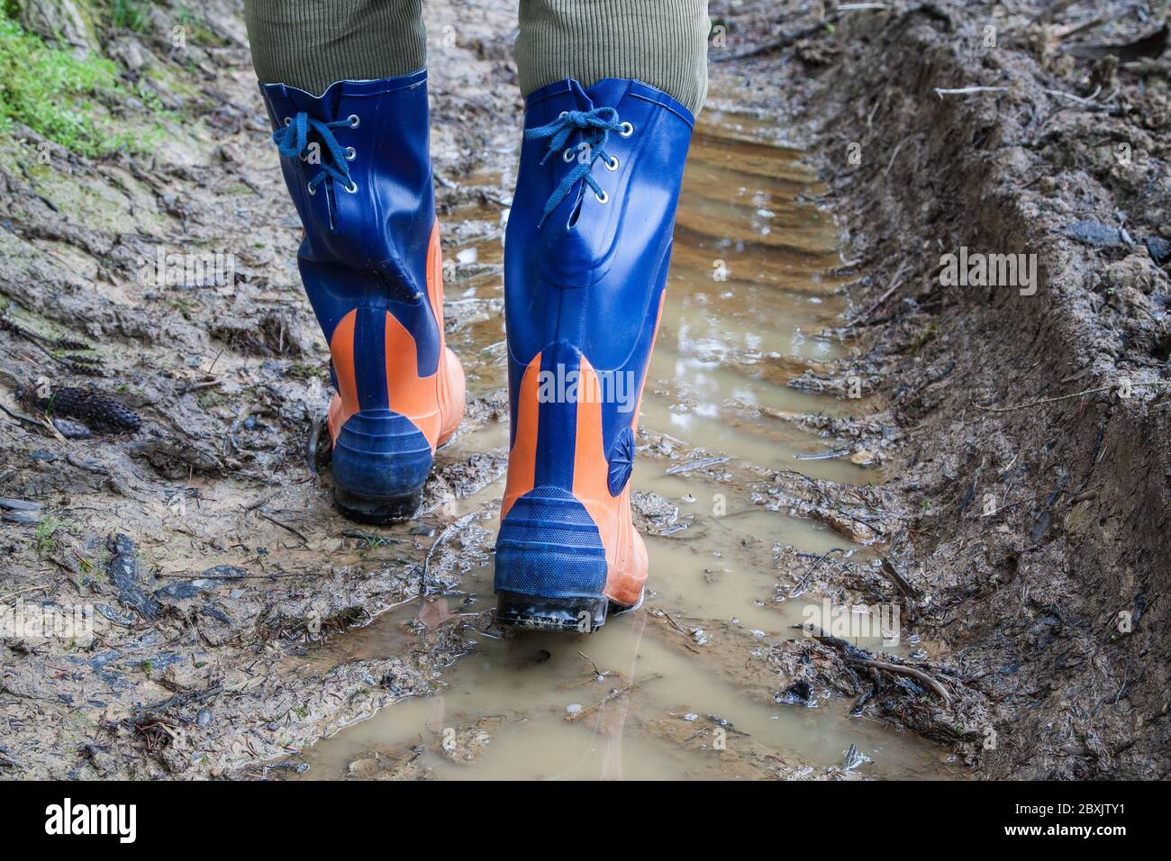 Woodcutter goes with his cut protection rubber boots through the muddy lane of the wood harvester. Stock Photo