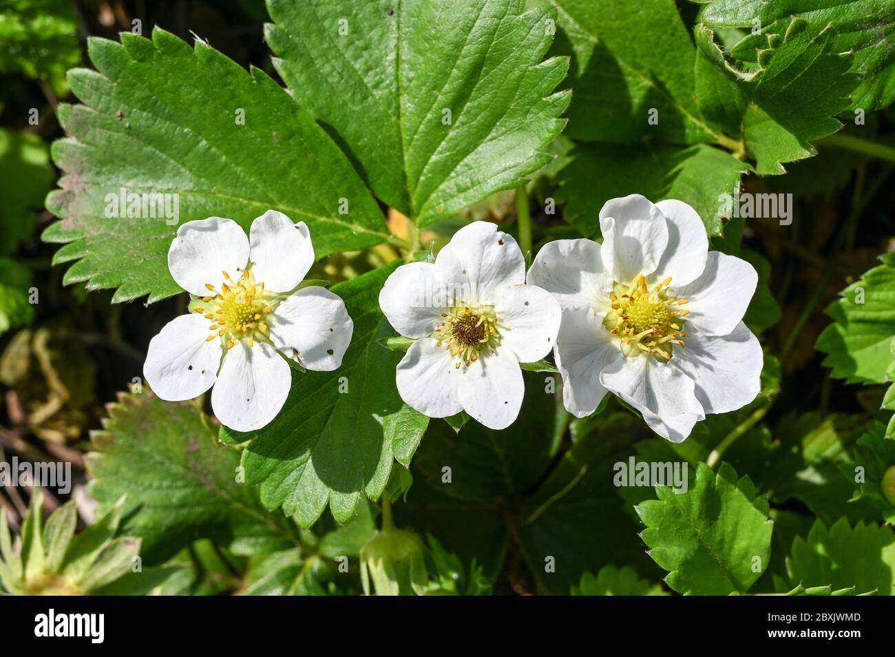 Three strawberry flowers, the central one having strawberry black eye