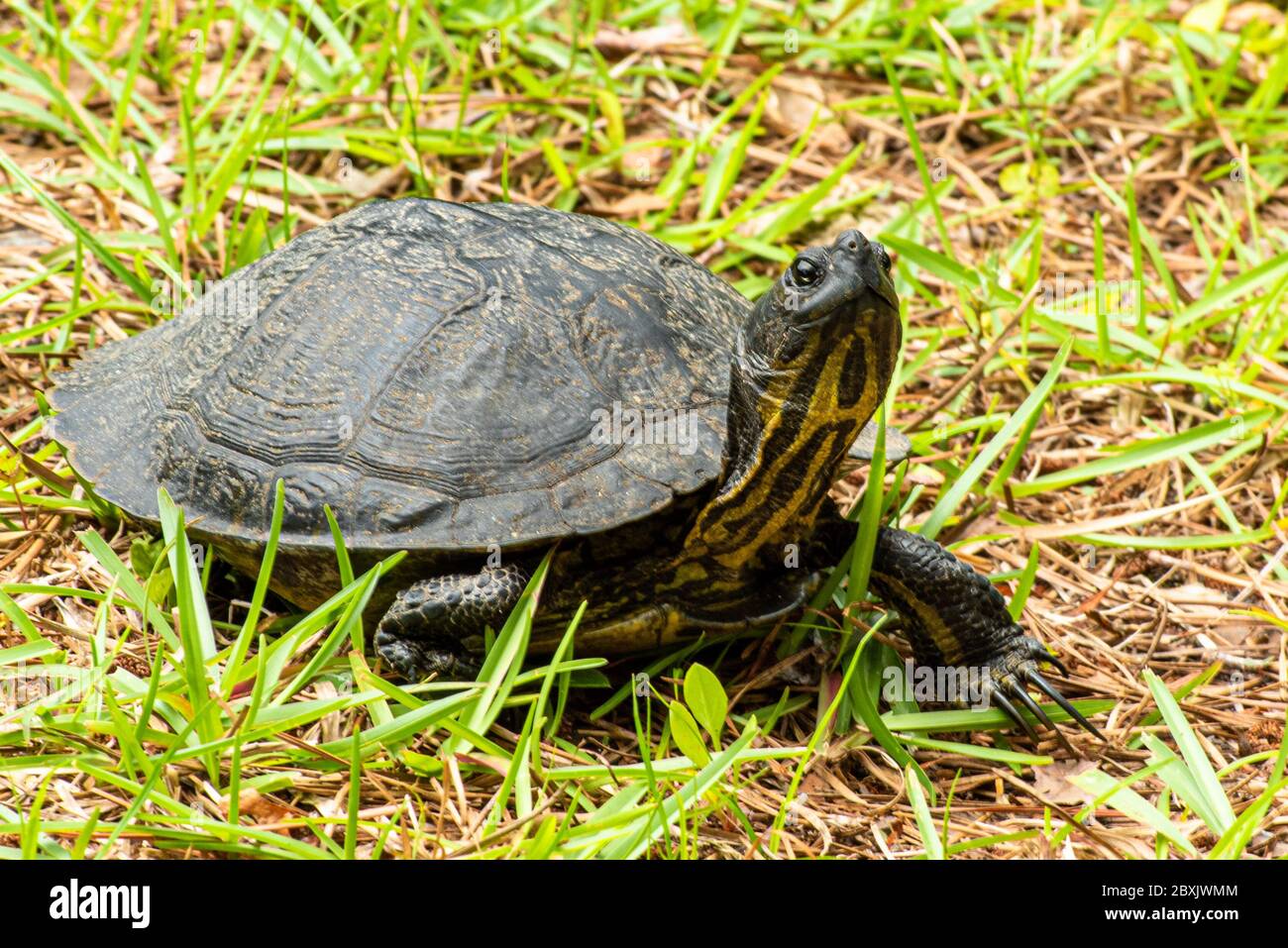Yellowbellied slider turtle Stock Photo Alamy