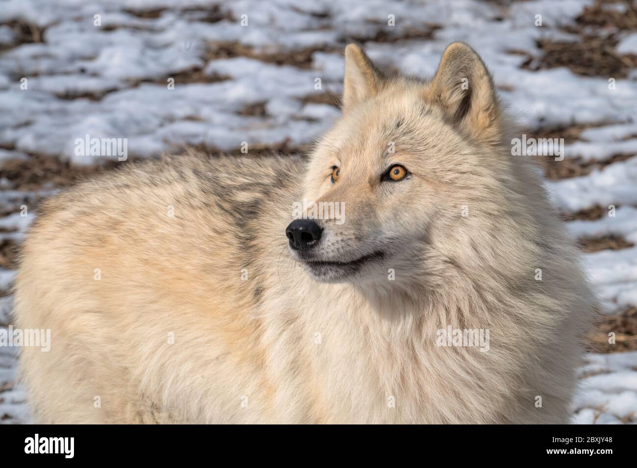 Close up of a beautiful white Timber Wolf in the snow Stock Photo