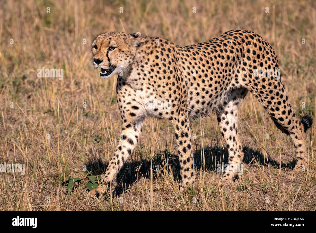 Close up of a young cheetah hunting in the tall grass. Image taken in the Maasai Mara, Kenya. Stock Photo