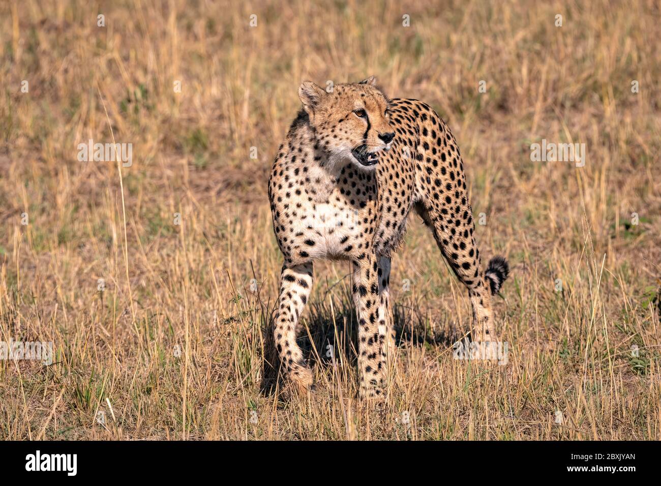 Close up of a young cheetah hunting in the tall grass. Image taken in the Maasai Mara, Kenya. Stock Photo