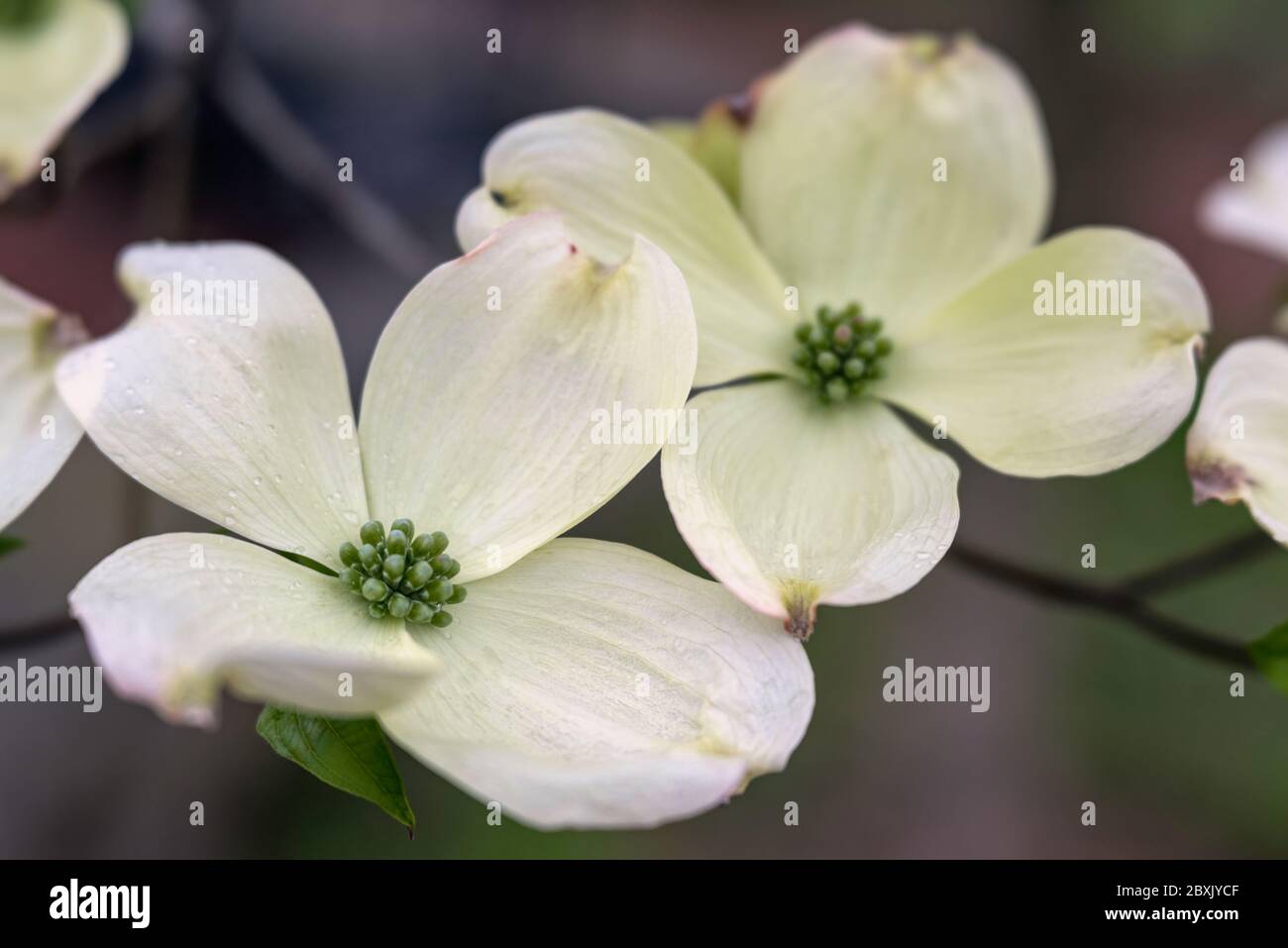 Close up of a dogwood tree in full bloom Stock Photo Alamy