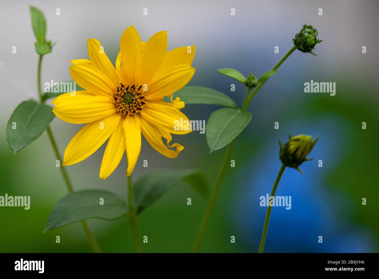 Close up of a delicate yellow flower with a brown center known as a black eyed susan. The flower is on a long stem with multiple small green leaves. Stock Photo