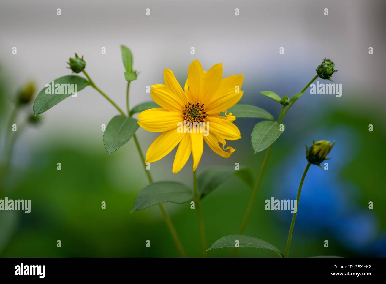 Close up of a delicate yellow flower with a brown center known as a black eyed susan. The flower is on a long stem with multiple small green leaves. Stock Photo