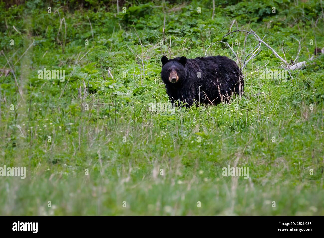 Black bear foraging grass, Yellowstone National Park, WY Stock Photo