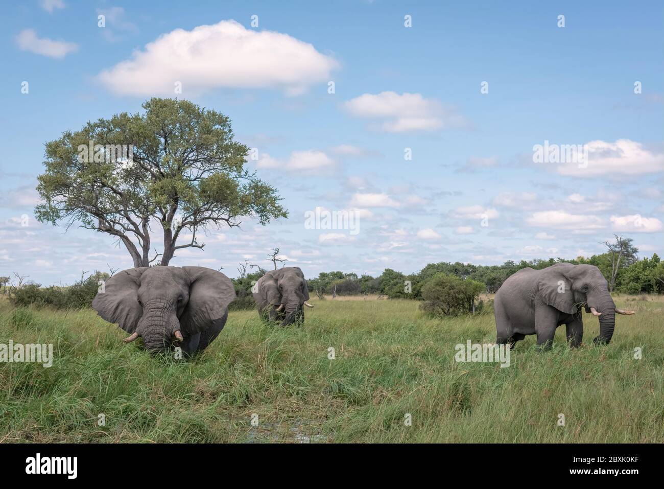 Three wild elephants feed on lush green grass. Image taken in the Okavango Delta, Botswana. Stock Photo