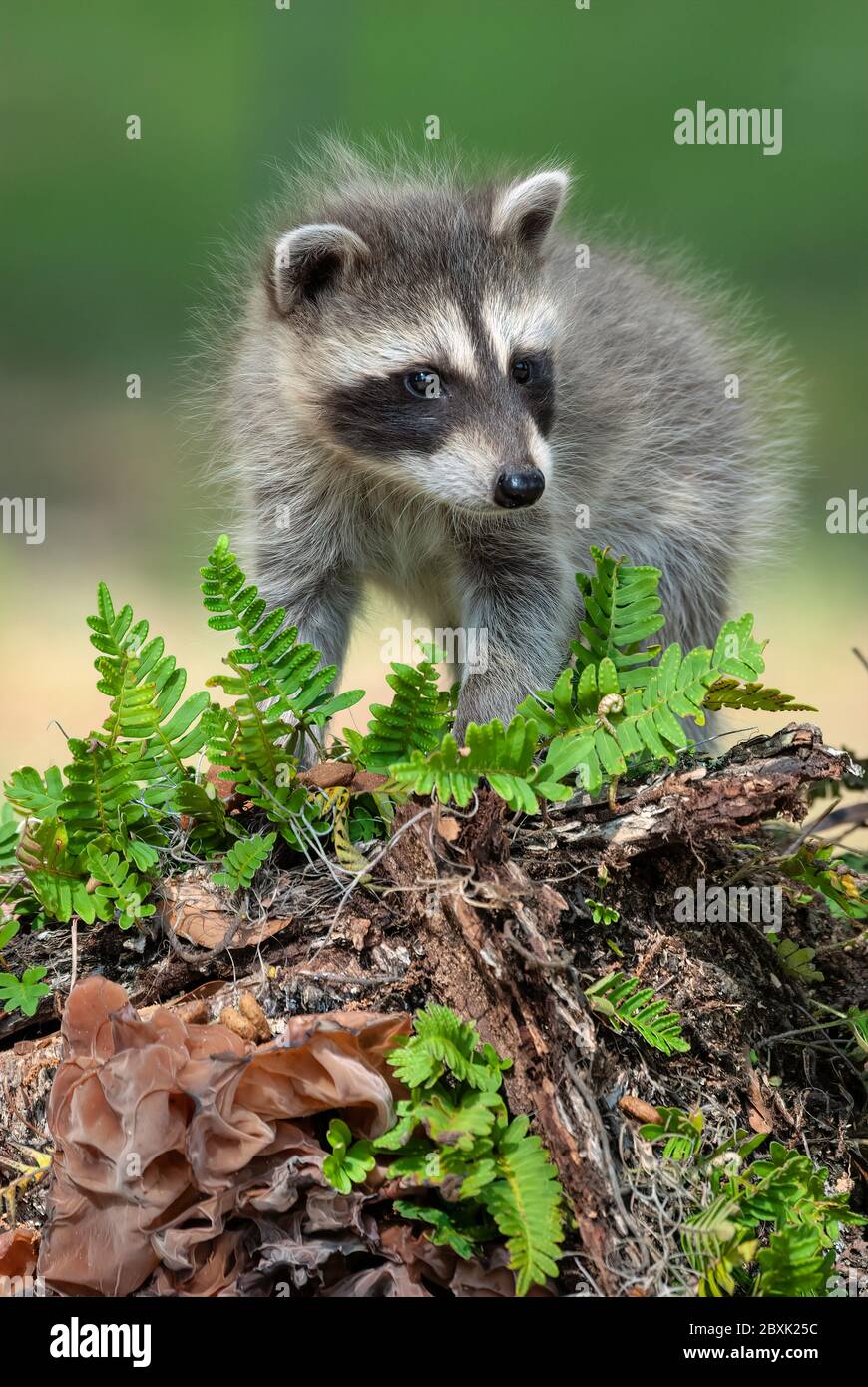 Fallen Racoon A tiny baby raccoon sits on a fallen tree covered with ferns and fungus ...