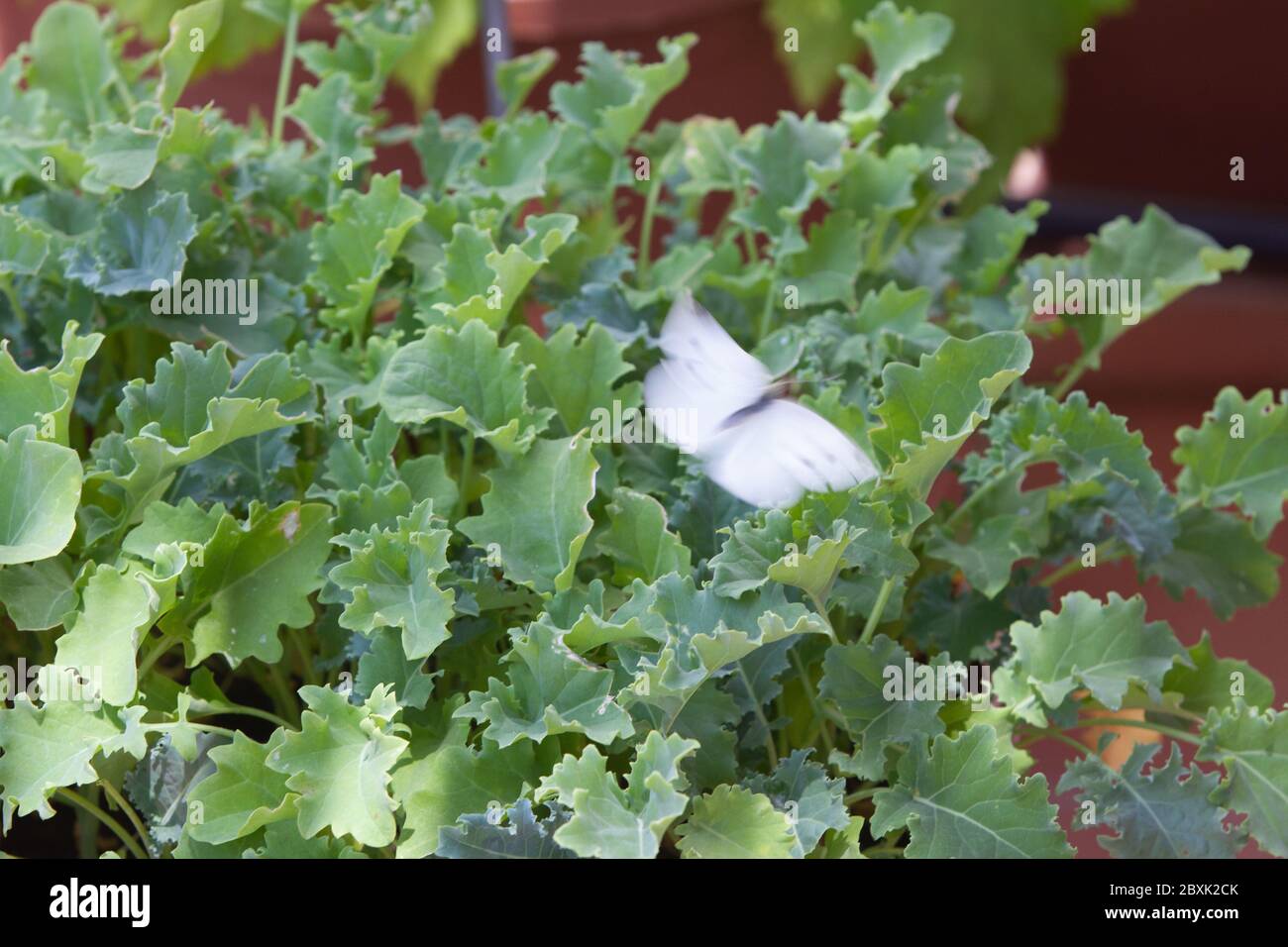 White butterfly on kale or leaf cabbage, (Brassica oleracea) in a pot