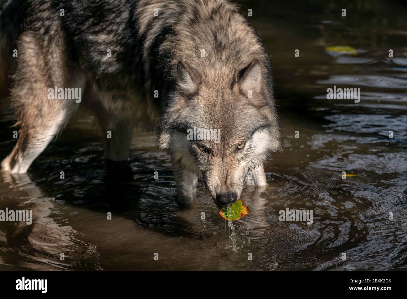 An adult Gray Wolf (also known as a Timber Wolf) stopping to take a drink in a pond, and coming up with a leaf in its mouth. Stock Photo