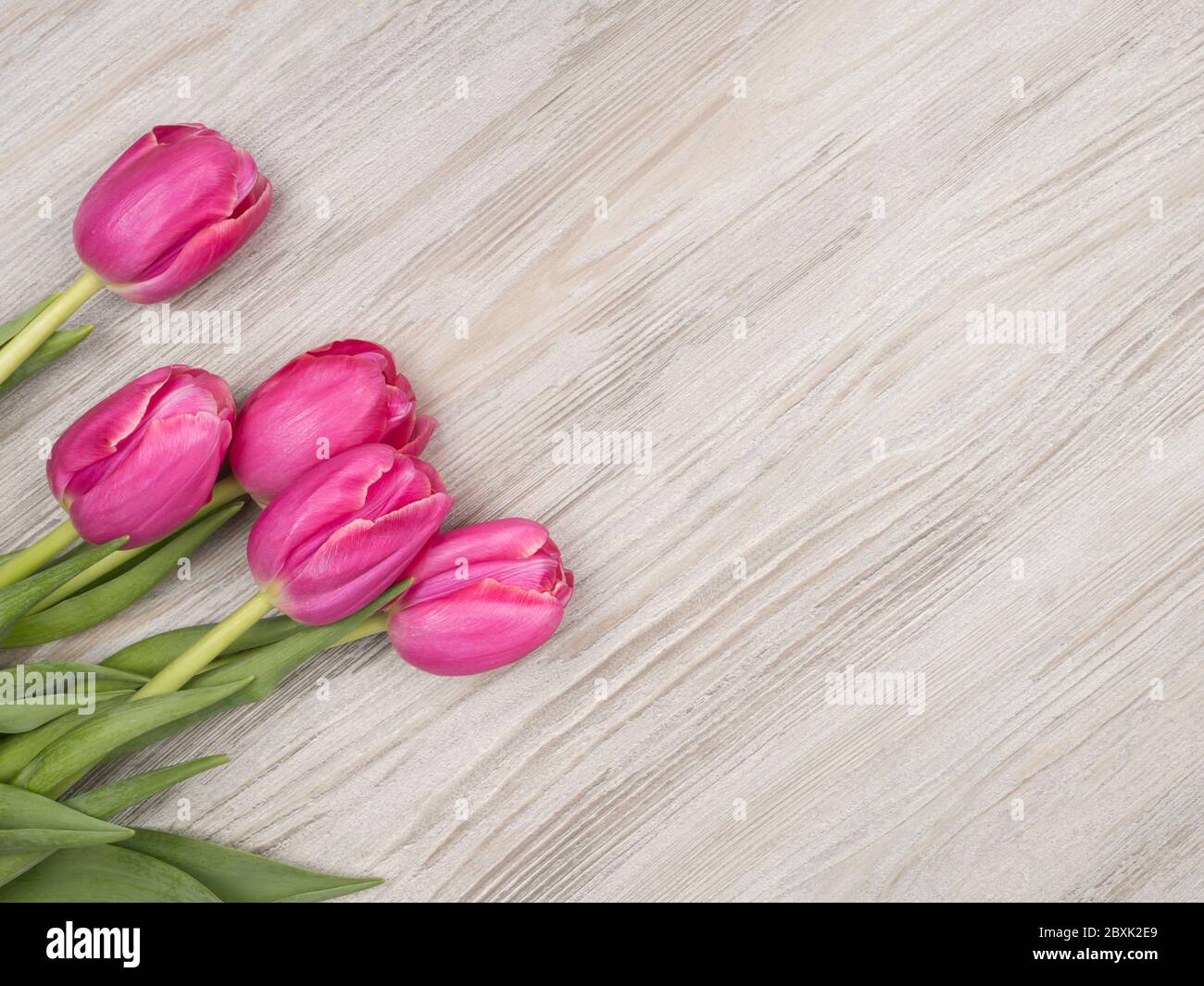 Pink tulips on gray background. Spring flowers. Stock Photo