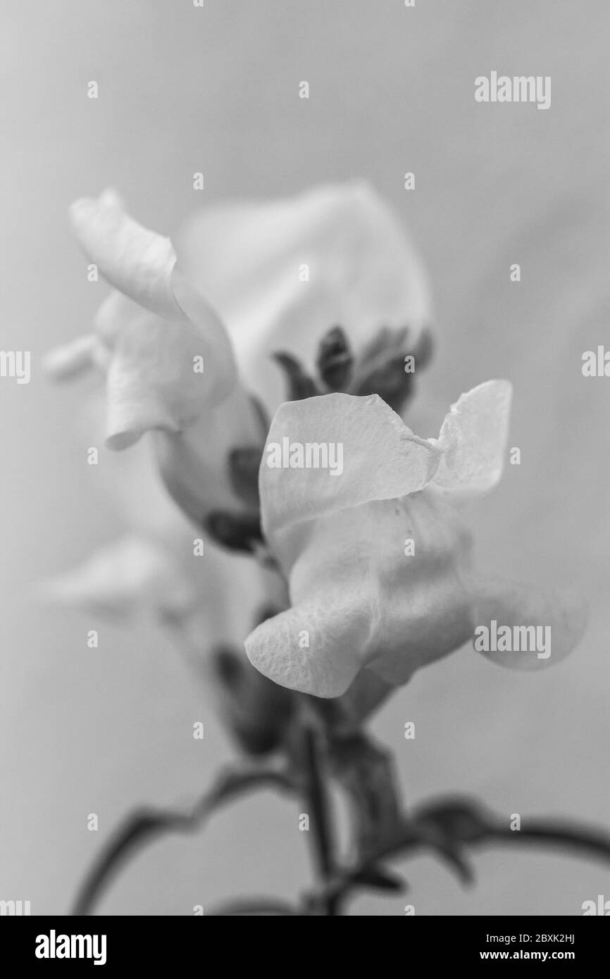 White dragon flowers or snapdragons (Antirrhinum) over white background in black and white Stock Photo
