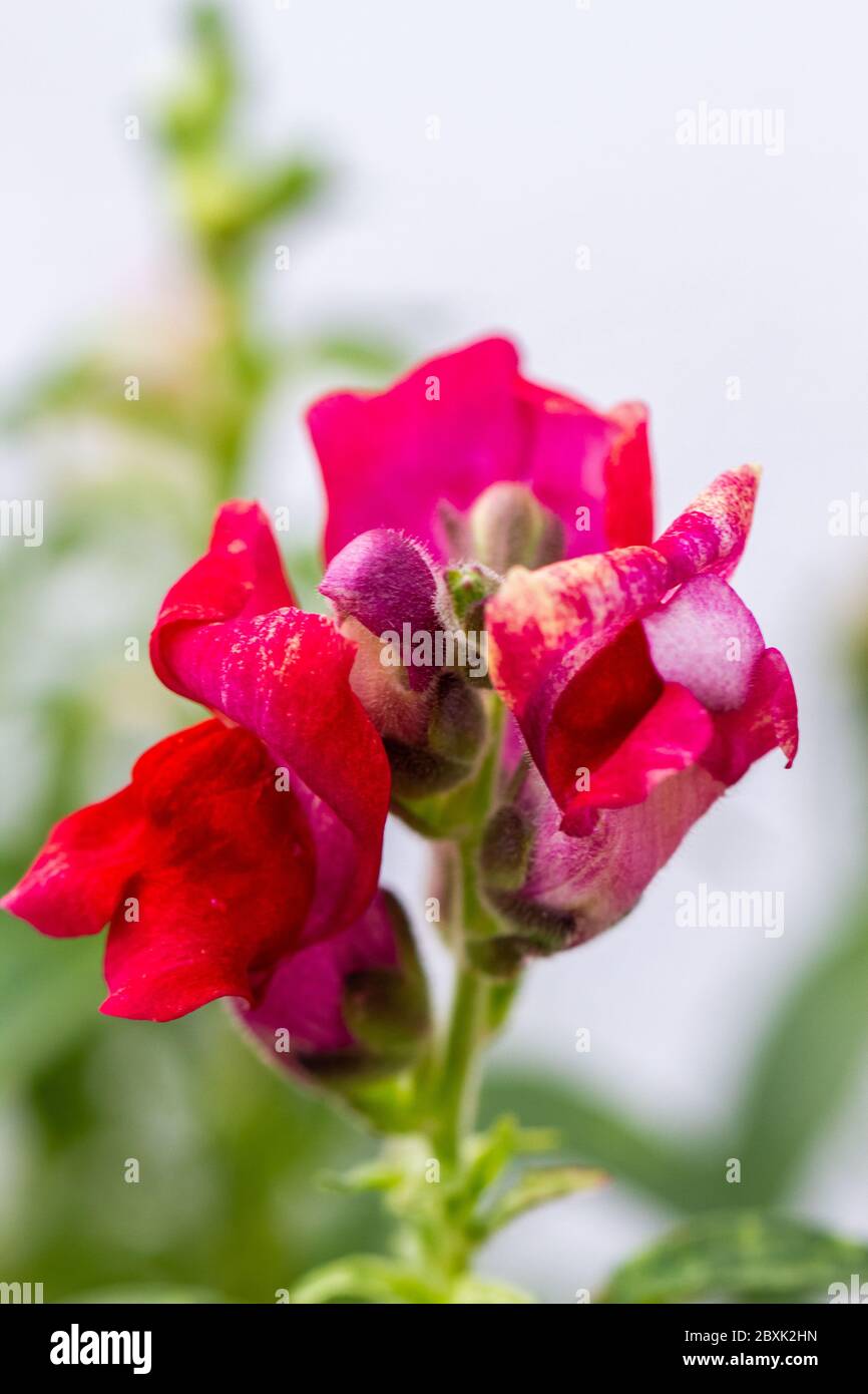 Red dragon flowers or snapdragons (Antirrhinum) over white background Stock Photo