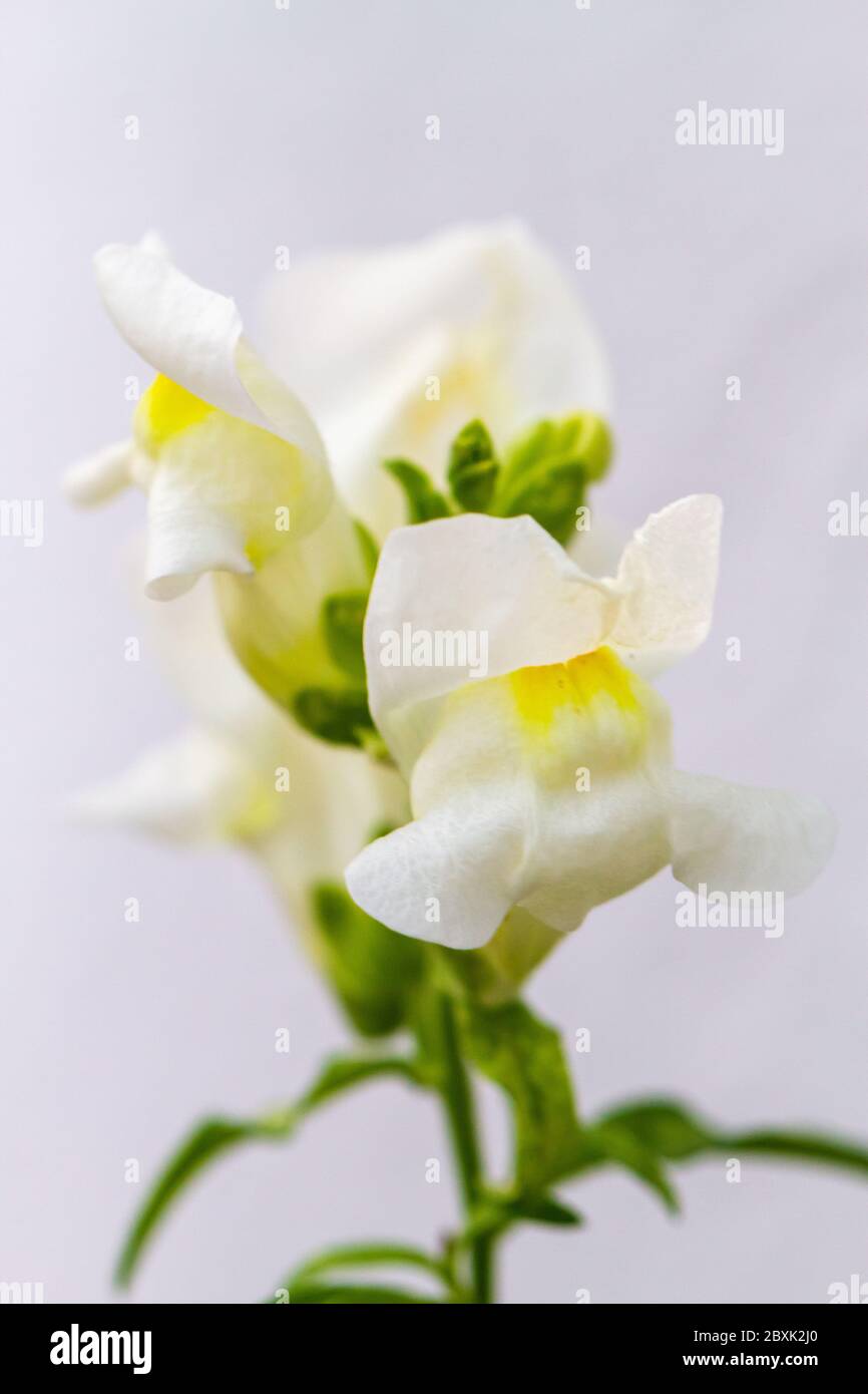 White dragon flowers or snapdragons (Antirrhinum) over white background Stock Photo