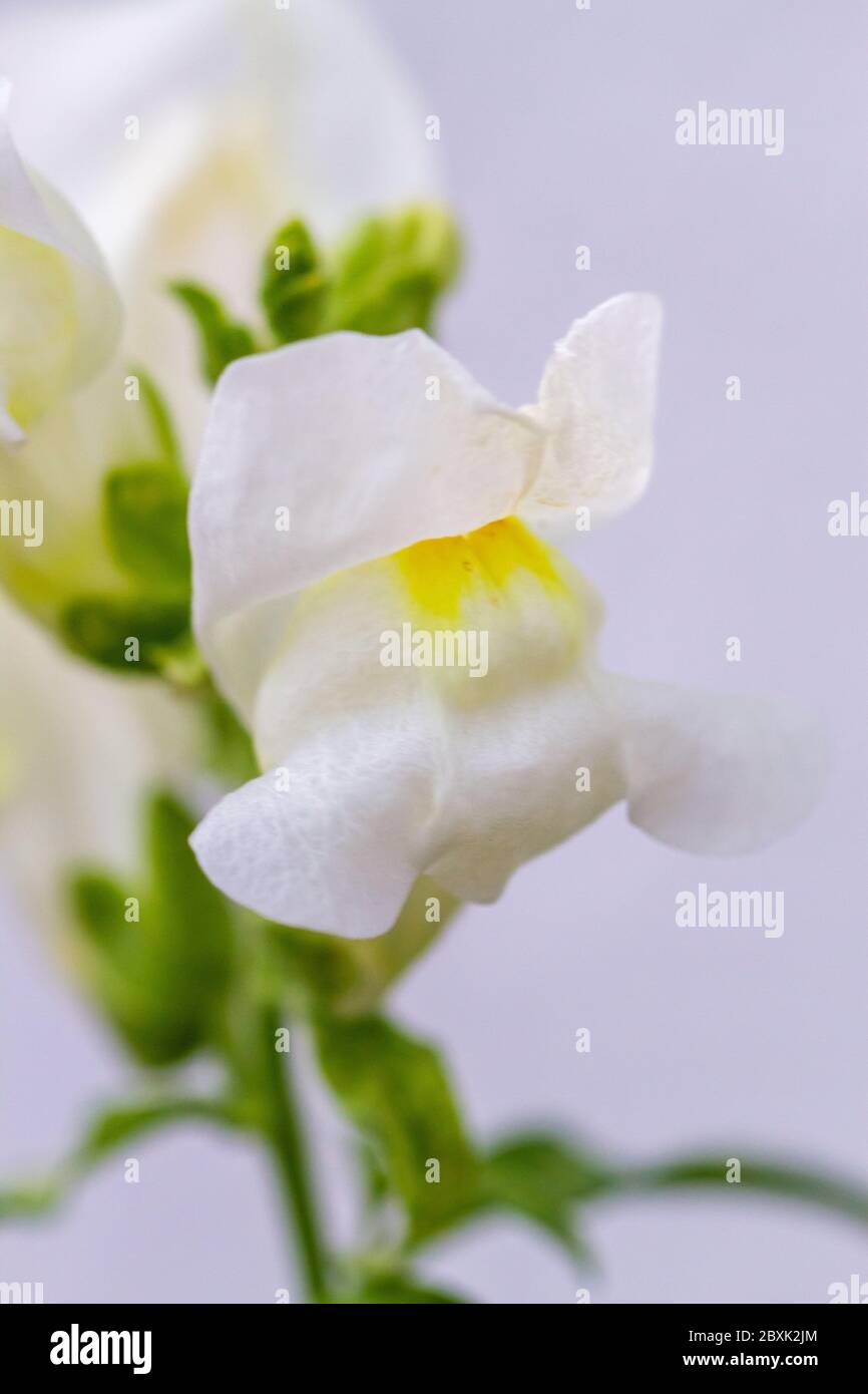 White dragon flowers or snapdragons (Antirrhinum) over white background Stock Photo