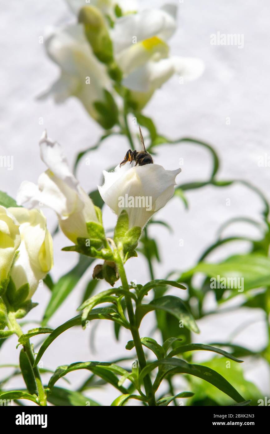 Bee in flight over white dragon flowers or snapdragons (Antirrhinum) over white background Stock Photo