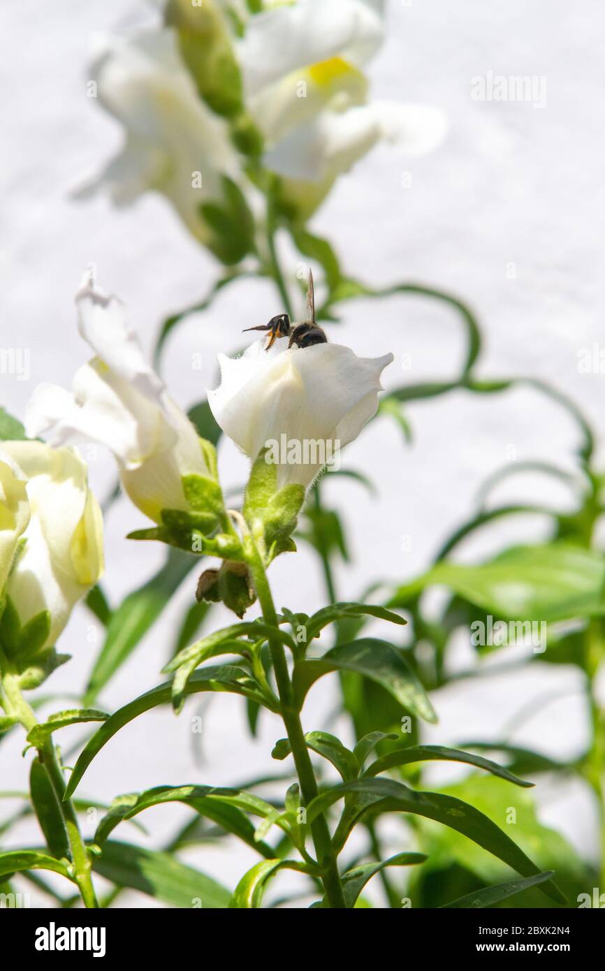 Bee in flight over white dragon flowers or snapdragons (Antirrhinum) over white background Stock Photo
