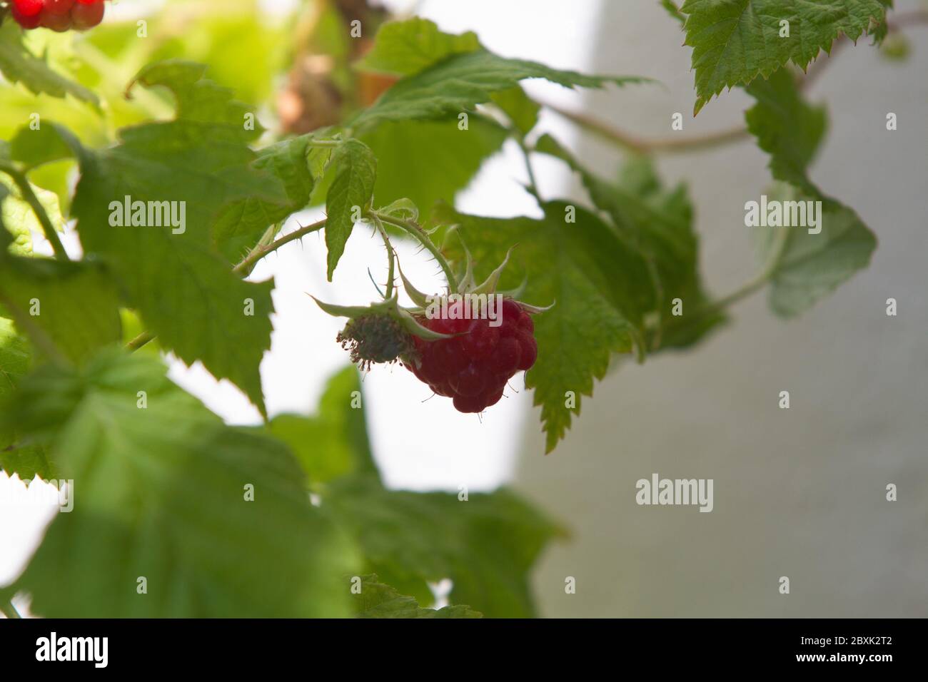 Details of the green leaves of a raspberry plant in a pot, in urban