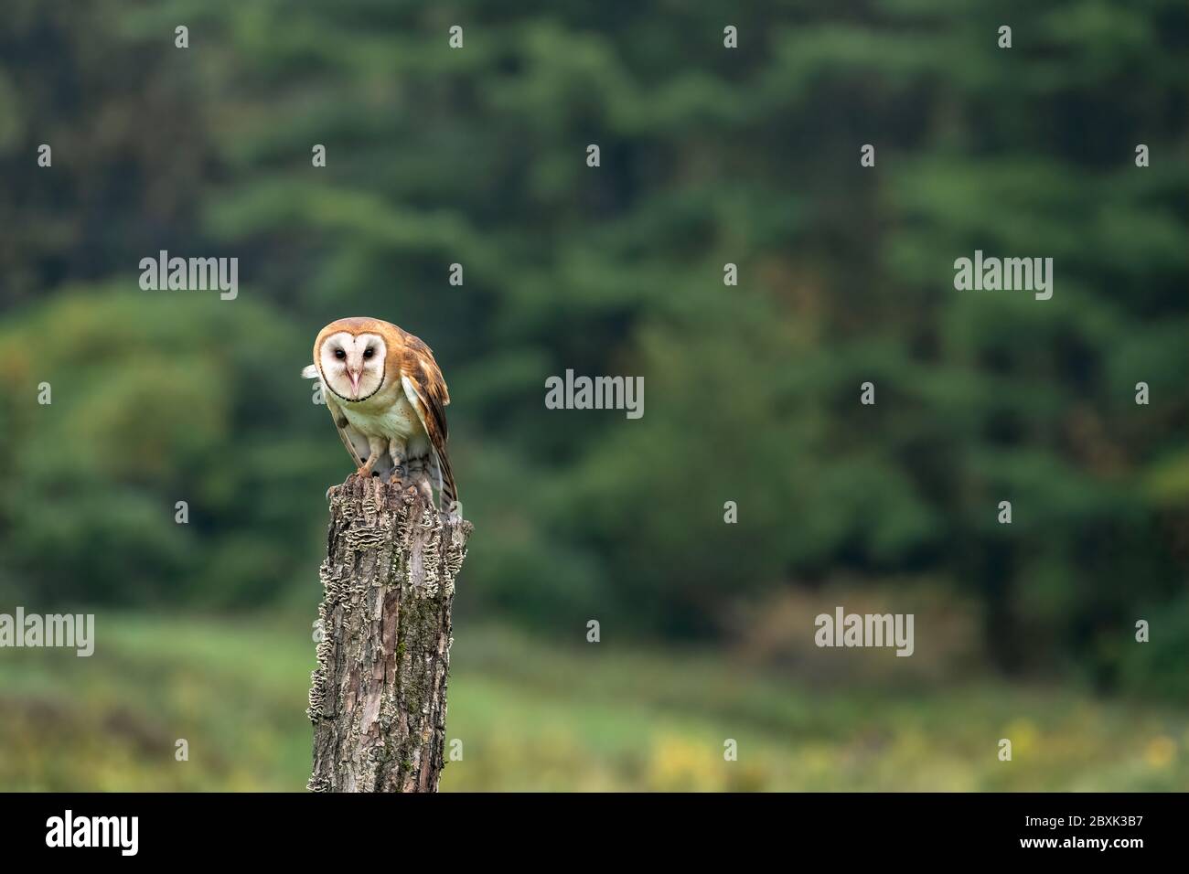 Barn owl standing on a tree stump in the middle of a field with trees in the background. Stock Photo