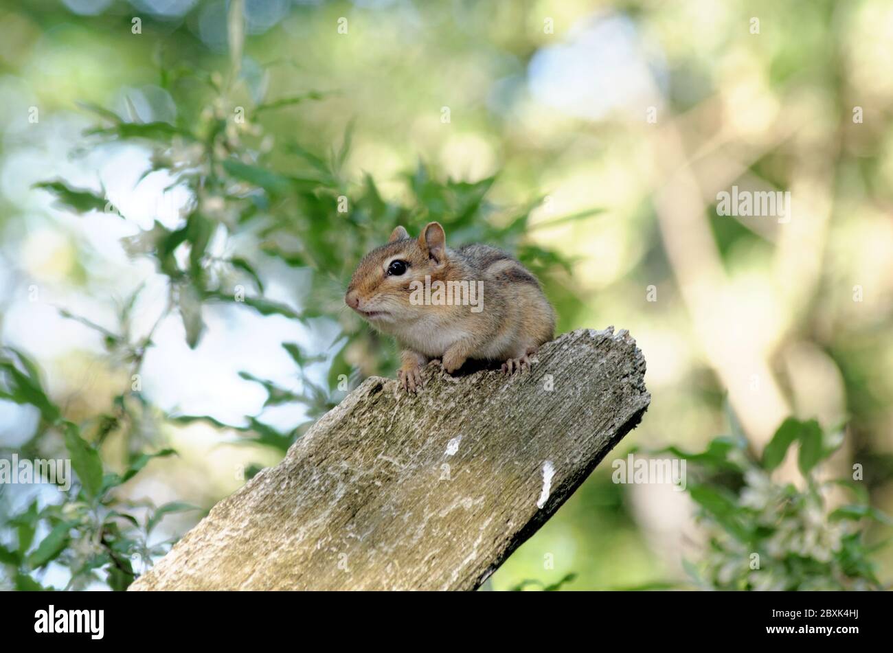 Eastern Chipmunk (Tamias striatus) in the woods Stock Photo