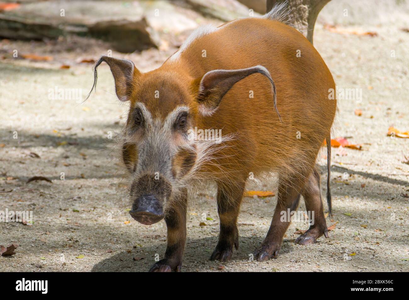 The red river hog (Potamochoerus porcus) is a wild member of the pig family living in Africa. Stock Photo