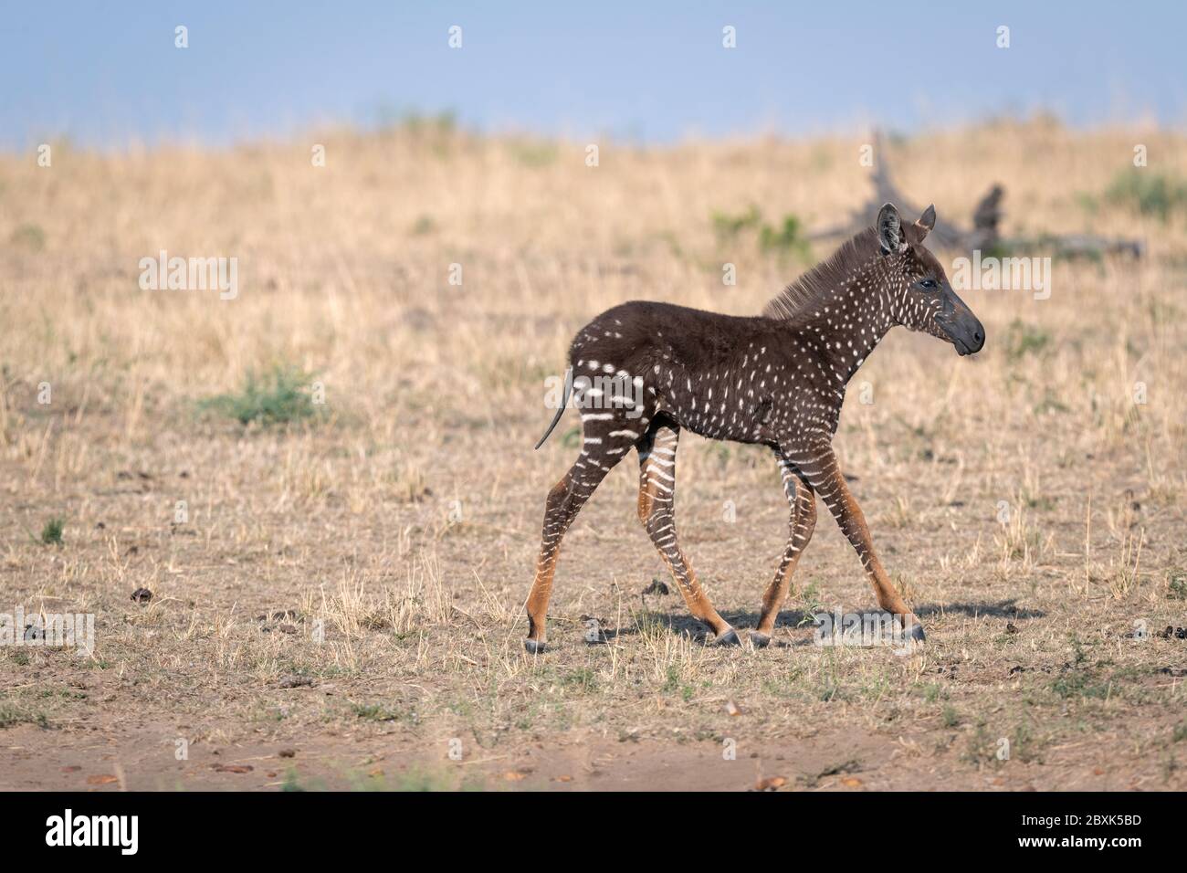 Rare zebra foal with polka dots (spots) instead of stripes, named Tira after the guide who first saw him. Stock Photo