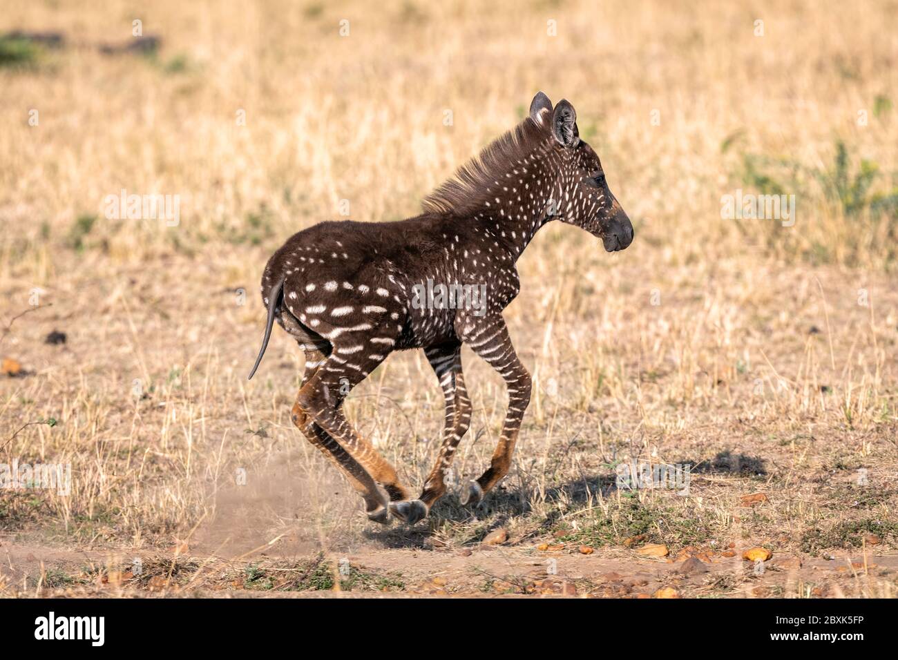 Rare zebra foal with polka dots (spots) instead of stripes, named Tira after the guide who first saw him running. Stock Photo