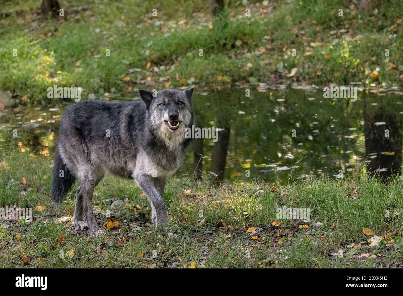 A British Columbia wolf, snarling and barring its teeth as it walks in front of a pond with Fall leaves on the ground. Stock Photo