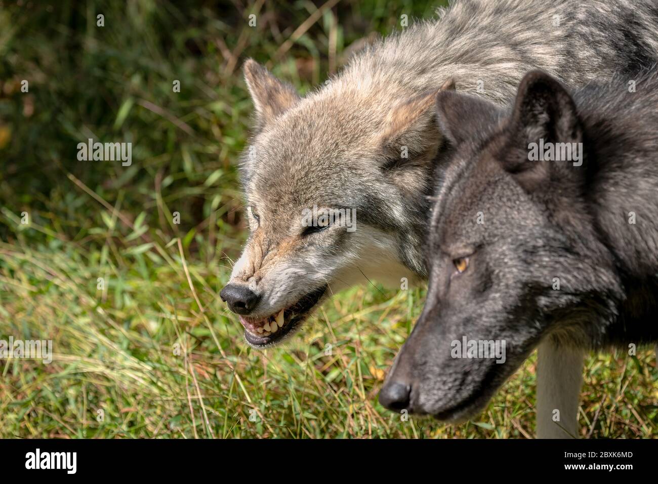 Close up of two gray wolves (timber wolves), one with gray fur, the other with black fur. The gray wolf is snarling at the other, showing its teeth. Stock Photo