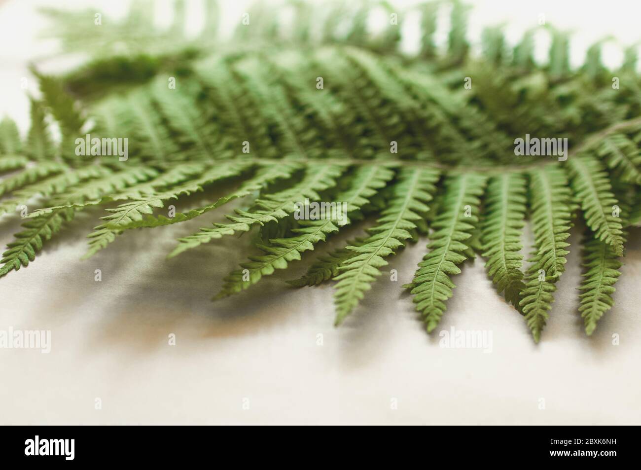 minimalism style, fern leaf on paper background Stock Photo