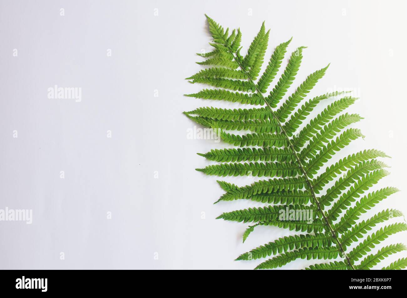 minimalism style, fern leaf on paper background Stock Photo