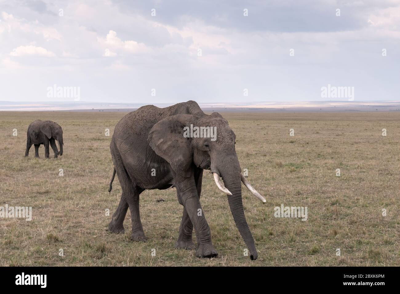 A mother elephant followed by her calf walk across the savanna under a ...