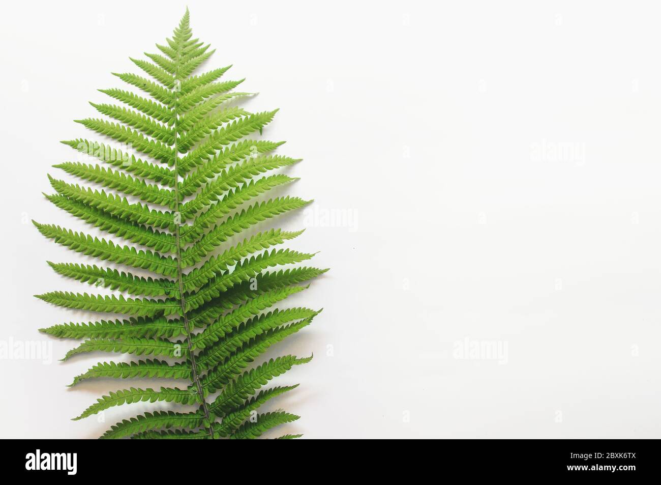 minimalism style, fern leaf on paper background Stock Photo