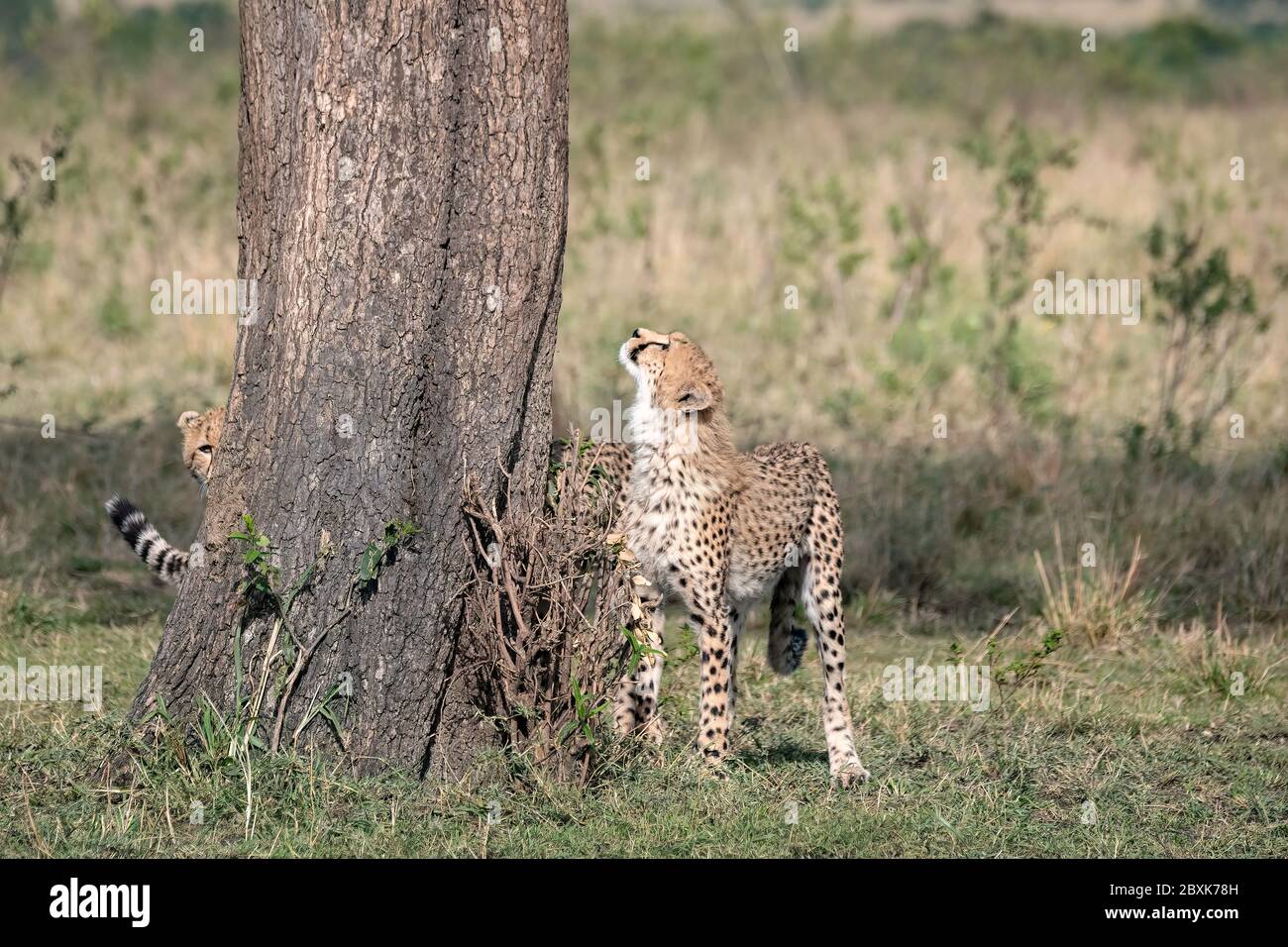 Young cheetah looking up into a tree while another cheetah peeks around the trunk. Image taken in the Maasai Mara, Kenya. Stock Photo