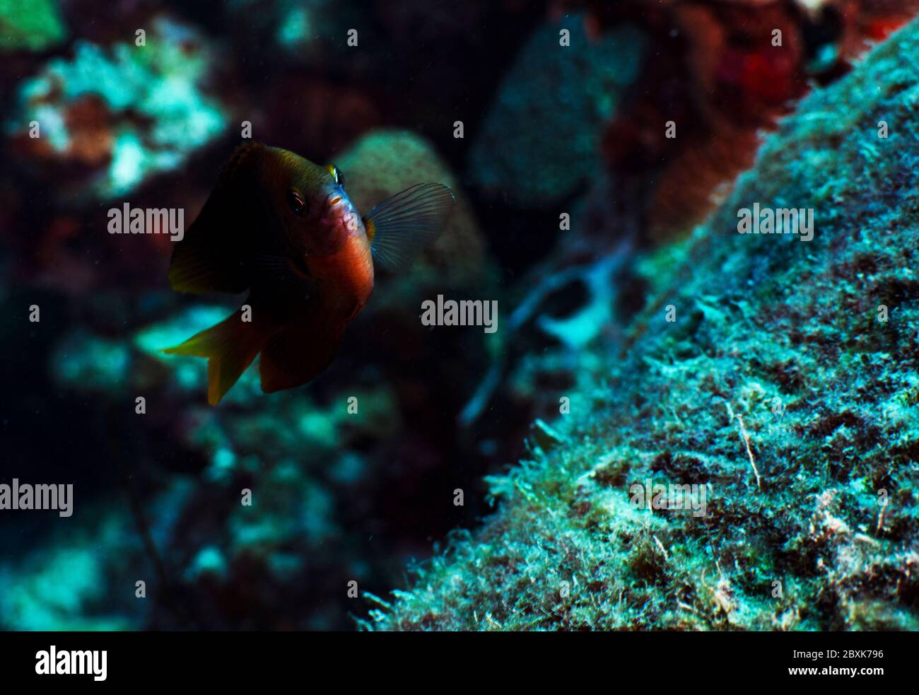 A bicolor damselfish on the Reef in Bonaire, Netherlands. The scientific name is stegastes partitus. Stock Photo
