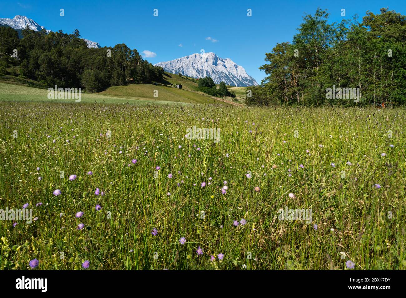 Austrian summer countryside with green flower meadow, evergreen forest and rocky mountains, Mieminger Plateau, Tyrol, Austria Stock Photo