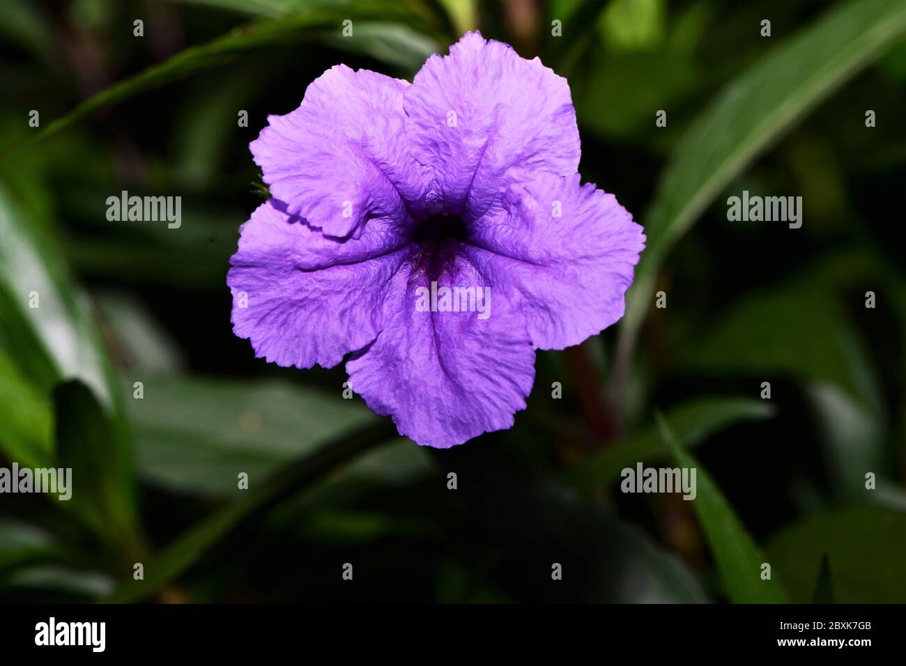 Purple garden flower Stock Photo - Alamy