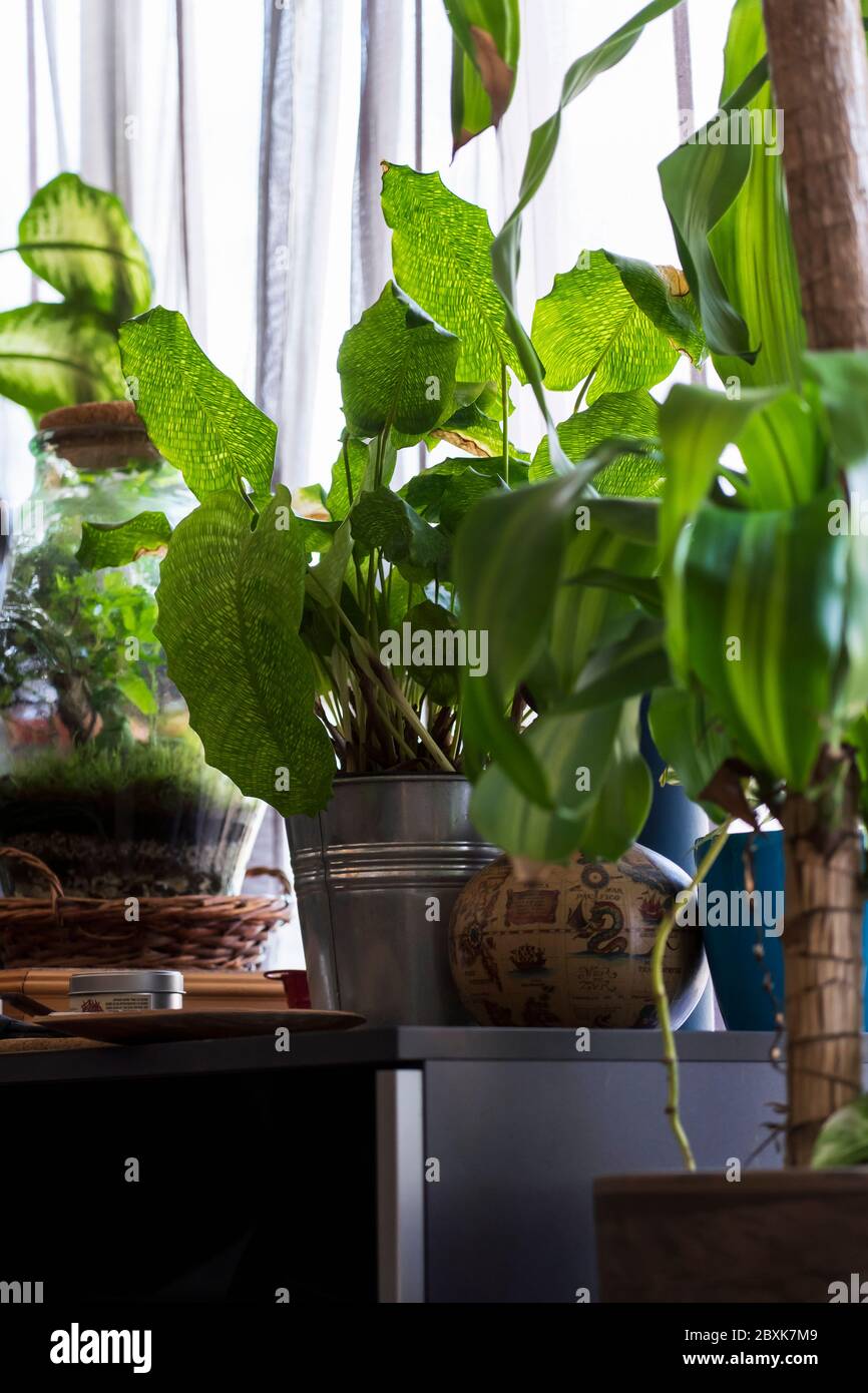 Interior green plants hi-res stock photography and images - Alamy
